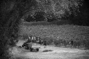 Journée de vendanges