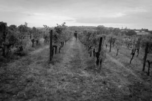 Le vignoble