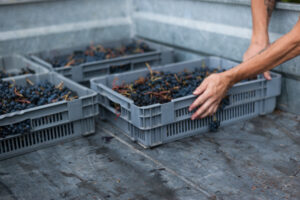 Journée de vendanges